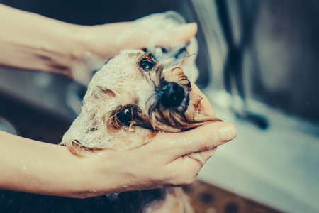 Portrait of a wet dog. Toned image. Yorkshire Terrier in the bathroom in the beauty salon for dogs. from the top viewの写真素材