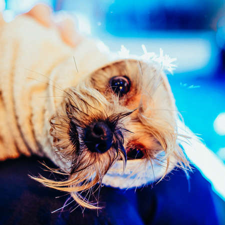 Portrait of a wet dog. Toned image. Square framing. Yorkshire Terrier in the bathroom in the beauty salon for dogs. in a towel on the hands close upの写真素材