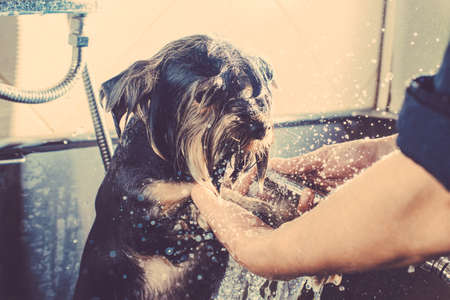 Portrait of a wet dog. Toned image. Yorkshire Terrier in the bathroom in the beauty salon for dogs. in the washing processの写真素材