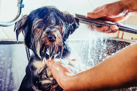 Portrait of a wet dog. Toned image. Yorkshire Terrier in the bathroom in the beauty salon for dogs. in the washing process closeの写真素材