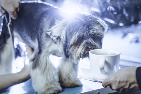 Female groomer haircut yorkshire terrier on the table for grooming in the beauty salon for dogs. Toned image. process of final shearing of a dog's hair with scissors. with the cupの写真素材