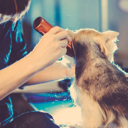 Female groomer haircut yorkshire terrier on the table for grooming in the beauty salon for dogs. Toned picture. Square framing. process of final shearing of a dog's hair with scissors. dog ears close upの写真素材