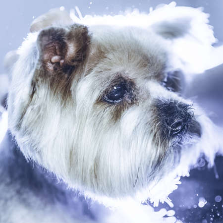 Female groomer haircut yorkshire terrier on the table for grooming in the beauty salon for dogs. Toned picture. Square framing. process of final shearing of a dog's hair with scissors. portraitの写真素材