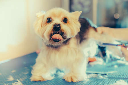 Female groomer haircut yorkshire terrier on the table for grooming in the beauty salon for dogs. Toned picture. process of final shearing of a dog's hair with scissorsの写真素材