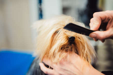 Female groomer haircut yorkshire terrier on the table for grooming in the beauty salon for dogs. process of final shearing of a dog's hair with scissors. muzzle of a dog viewの写真素材