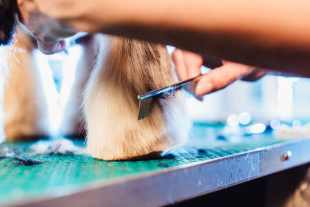 Female groomer haircut yorkshire terrier on the table for grooming in the beauty salon for dogs. process of final shearing of a dog's hair with scissorsの写真素材