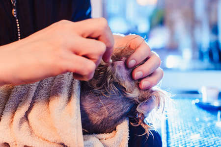 Female groomer haircut yorkshire terrier on the table for grooming in the beauty salon for dogs. cleaning of ears closeの写真素材