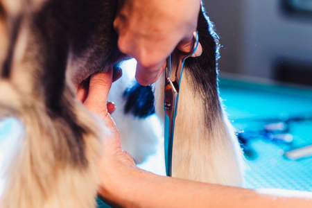 Female groomer haircut yorkshire terrier on the table for grooming in the beauty salon for dogs. process of final shearing of a dog's hair with scissors. paws of a dog viewの写真素材