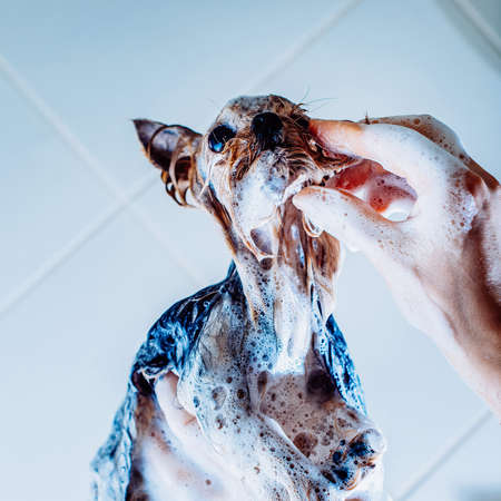 Portrait of a wet dog. Yorkshire Terrier in the bathroom in the beauty salon for dogs. Toned picture. Square framing. in the washing process on the handsの写真素材