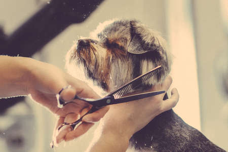 Toned picture. process of final shearing of a dog's hair with scissors. muzzle of a dog viewの写真素材