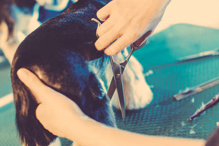 Female groomer haircut yorkshire terrier on the table for grooming in the beauty salon for dogs. Toned picture. process of final shearing of a dog's hair with scissorsの写真素材