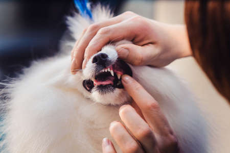 The concept of popularizing grooming haircuts and caring for dogs. cleaning and care of dog's canine teeth close viewの写真素材