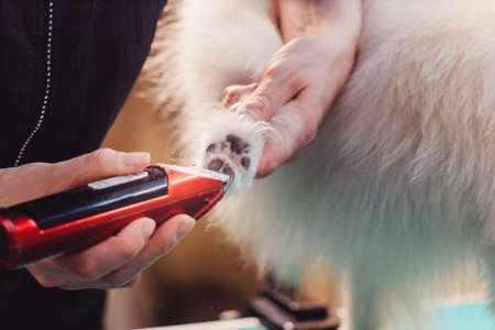 The concept of popularizing grooming haircuts and caring for dogs. haircut of a dog's fur on his legs with a shearing machine closeの写真素材