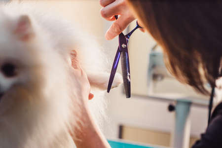 The concept of popularizing grooming haircuts and caring for dogs. model haircut of a dog with scissors closeの写真素材