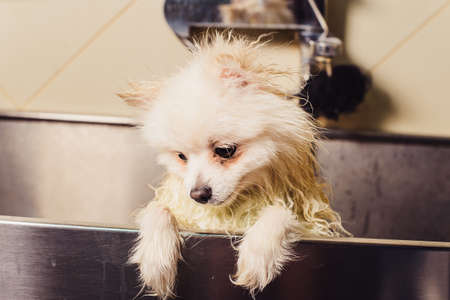 Pomeranian dog in the bathroom in the beauty salon for dogs. The concept of popularizing haircuts and caring for dogs. Spitz dog in the washing process with waterの写真素材