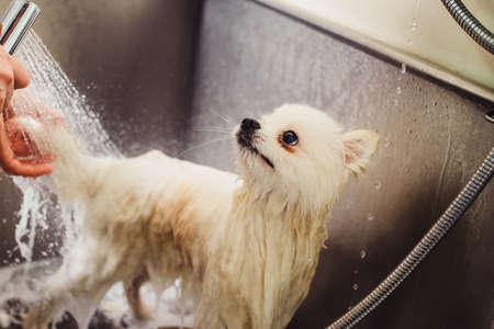Pomeranian dog in the bathroom in the beauty salon for dogs. The concept of popularizing haircuts and caring for dogs. Spitz dog in the washing process with water close upの写真素材