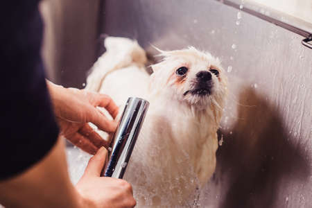 Pomeranian dog in the bathroom in the beauty salon for dogs. The concept of popularizing haircuts and caring for dogs. Cute spitz dog in the washing process with dog shampoo closeの写真素材