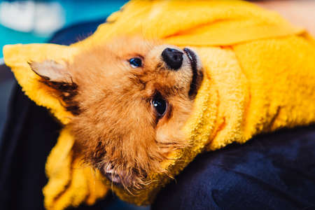 Pomeranian dog with red hair like a fox in the bathroom in the beauty salon for dogs. The concept of popularizing haircuts and caring for dogs. Spitz dog swirled in a towel viewの写真素材