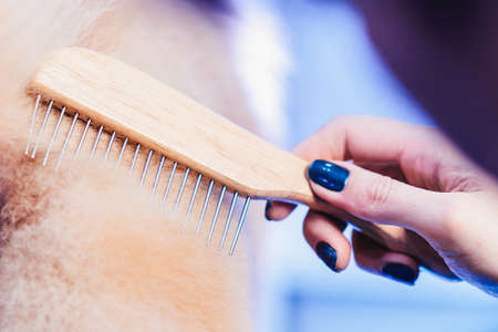The concept of popularizing grooming haircuts and caring for dogs. combing out a special comb and...
