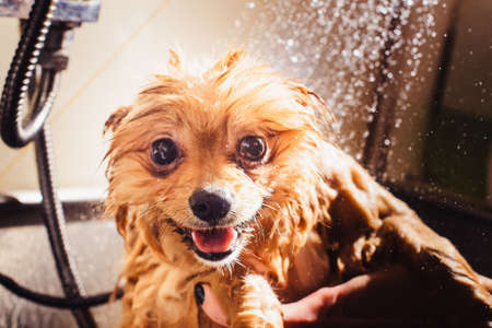 Pomeranian dog with red hair like a fox in the bathroom in the beauty salon for dogs. The concept of popularizing haircuts and caring for dogs. Cute muzzle of spitz dog in the water close upの写真素材