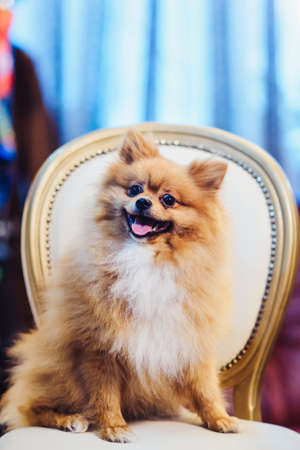 Cute Pomeranian dog with red hair like a fox resting on a chair. Spitz dog before shearing vertical close viewの写真素材