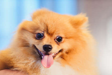 Cute Pomeranian dog with red hair like a fox resting on a chair. Spitz dog before shearing horizontal portrait