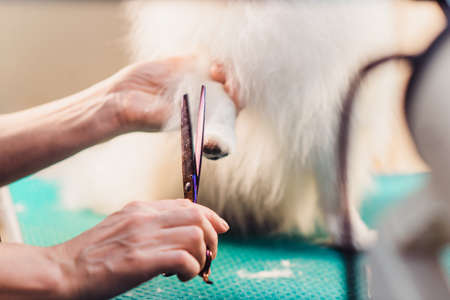 The concept of popularizing grooming haircuts and caring for dogs. model haircut of a dog with...