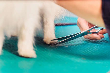 The concept of popularizing grooming haircuts and caring for dogs. model haircut of a dog with scissorsの写真素材