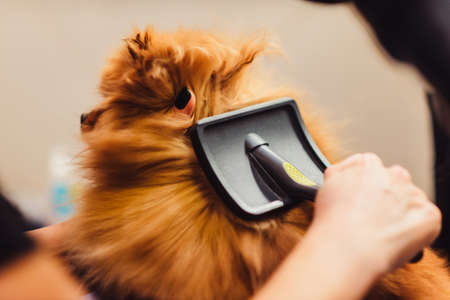 Pomeranian dog with red hair like a fox on the table for grooming. The concept of popularizing haircuts and caring for dogs. Drying of wool with a special hair dryer from the top viewの写真素材