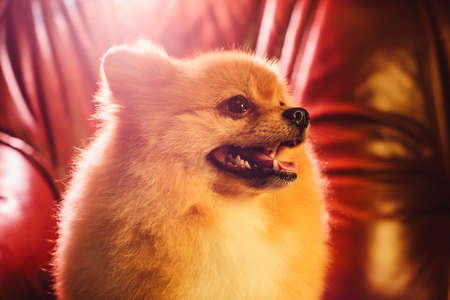 Cute Pomeranian dog with red hair like a fox resting on the chair. Spitz dog after shearing close up horizontal portraitの写真素材