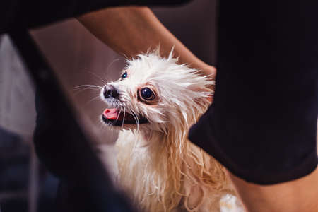 Pomeranian dog in the bathroom in the beauty salon for dogs. The concept of popularizing haircuts and caring for dogs. Cute spitz dog in the washing process with dog shampoo close upの写真素材