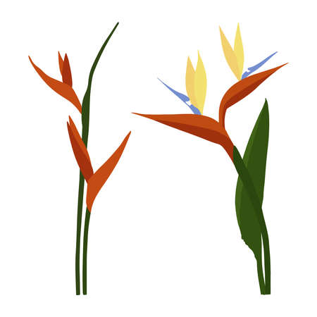 Strelitzia reginae (bird-of-paradise) flower. Flat vector illustrationのイラスト素材