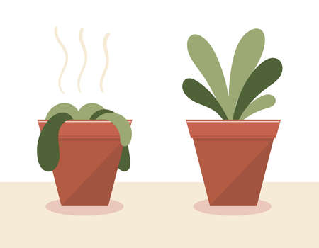 A wilted plant in a pot.The plant came to life.Before and after watering and care.The result of the fertilizer.Flat vector stock illustrationのイラスト素材
