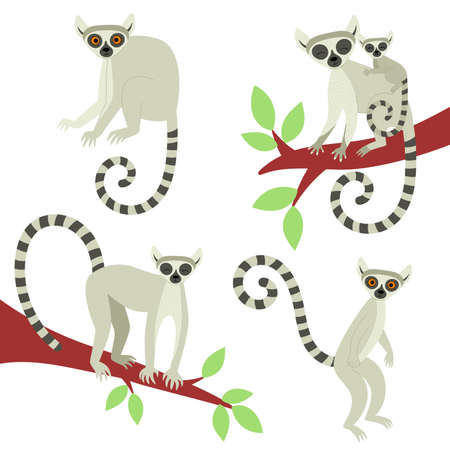 Exotic cute lemur. Animals of Madagascar and Africa. Vector childrens illustration in flat styleのイラスト素材