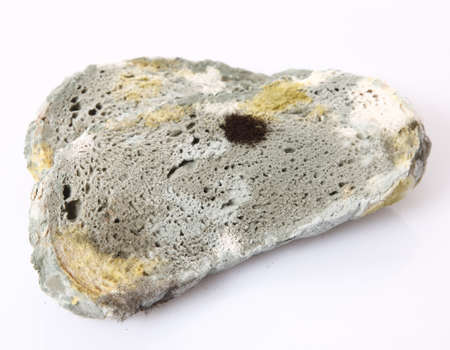 Moldy breadの写真素材