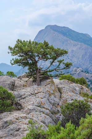 pine high on a mountain over a cliffの写真素材