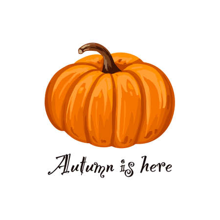 Autumn is here text with pumpkin vector iilustrationのイラスト素材