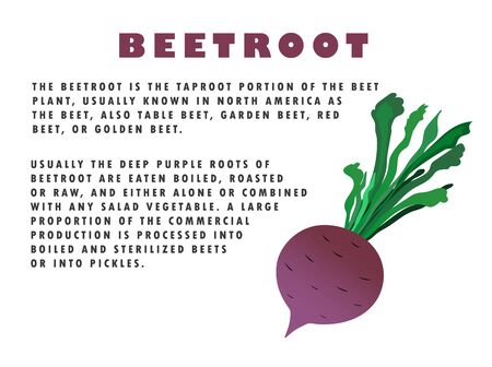 Beetroot illustration with text description. Ingredient. Concept.のイラスト素材