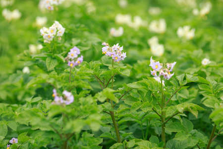 Potato bush blooming with white flowers, summerの写真素材