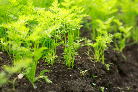 Carrots in the vegetable garden, summer timeの写真素材