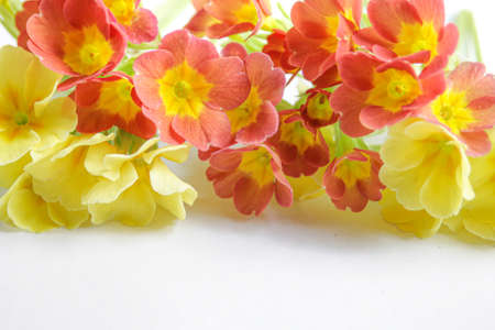 Yellow and orange primrose on a light background. A bouquet of multicolored flowers.の写真素材