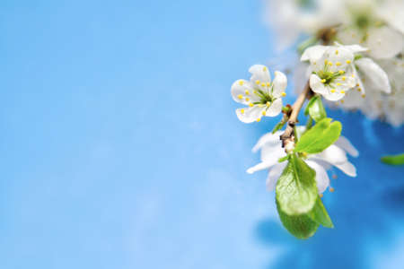 Cherry flowers, Apple trees, on a blue background.