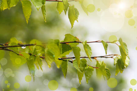 Young spring birch buds with branches in the evening light, selective focus. Place for text. Spring...
