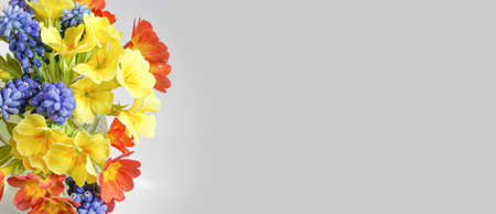 Primrose and mouse hyacinth flowers on a white backgroundの写真素材