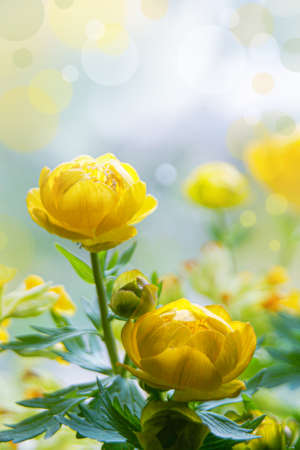 Beautiful bouquet yellow globe-flower meadow. Spring flowers in a bunch.の写真素材