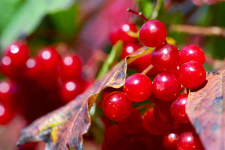 Closeup of bunches of red berries of a Guelder rose or Viburnum