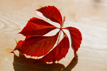 Leaf of maiden grapes on the table in the sunの写真素材