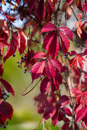 Red, purple leaves of maiden grapes, on a multi-colored backgroundの写真素材