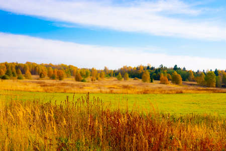 Autumn landscape in Russia. Golden trees shine on bright green grass against a blue sky.の写真素材