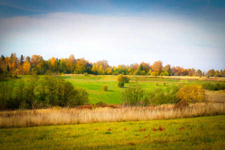 Ðutumn landscape. Park in autumn. Landscape birches with autumn forest. Dry grass in the foreground.の写真素材